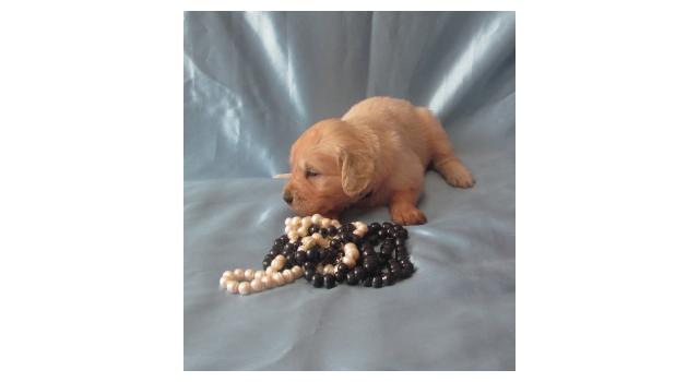 Щенки золотистого ретривера в питомнике Goldberry Щенки золотистого ретривера в питомнике Goldberry