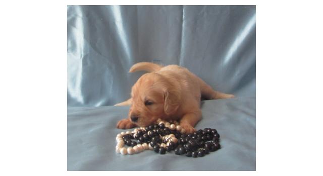 Щенки золотистого ретривера в питомнике Goldberry Щенки золотистого ретривера в питомнике Goldberry