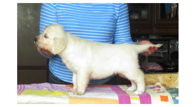 Щенки золотистого ретривера в питомнике Goldberry Щенки золотистого ретривера в питомнике Goldberry