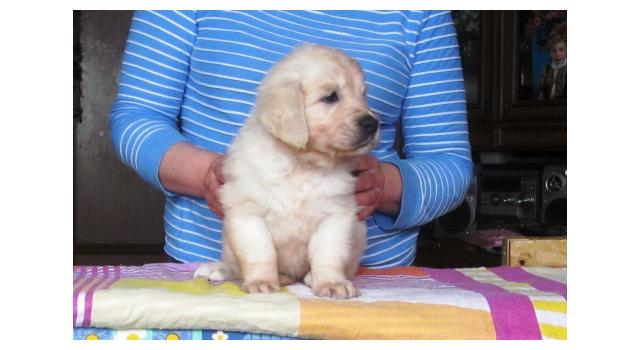 Щенки золотистого ретривера в питомнике Goldberry Щенки золотистого ретривера в питомнике Goldberry