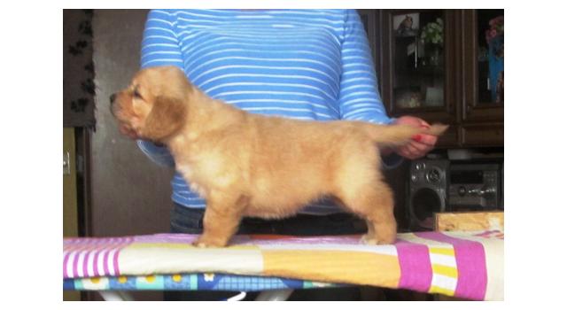 Щенки золотистого ретривера в питомнике Goldberry Щенки золотистого ретривера в питомнике Goldberry