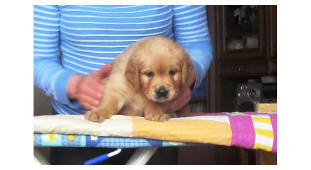 Щенки золотистого ретривера в питомнике Goldberry Щенки золотистого ретривера в питомнике Goldberry