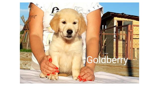 Щенки золотистого ретривера в питомнике Goldberry Щенки золотистого ретривера в питомнике Goldberry