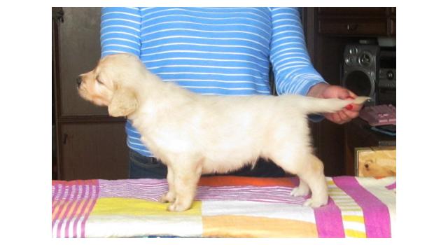 Щенки золотистого ретривера в питомнике Goldberry Щенки золотистого ретривера в питомнике Goldberry