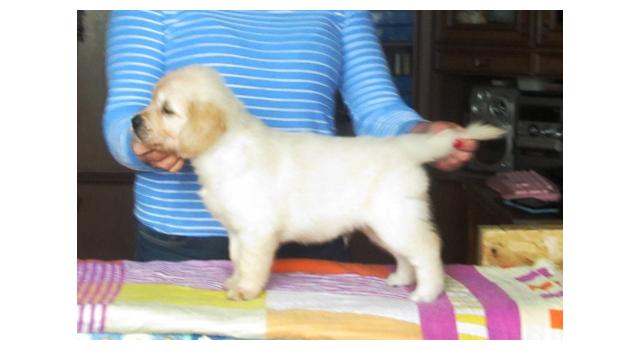 Щенки золотистого ретривера в питомнике Goldberry Щенки золотистого ретривера в питомнике Goldberry