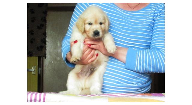 Щенки золотистого ретривера в питомнике Goldberry Щенки золотистого ретривера в питомнике Goldberry