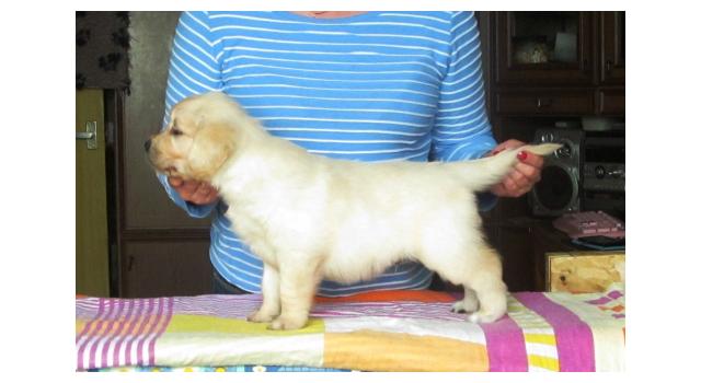 Щенки золотистого ретривера в питомнике Goldberry Щенки золотистого ретривера в питомнике Goldberry