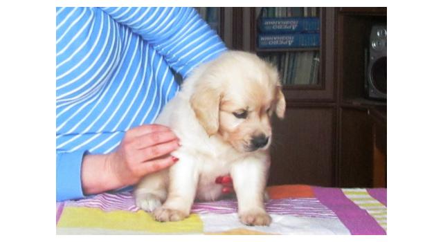 Щенки золотистого ретривера в питомнике Goldberry Щенки золотистого ретривера в питомнике Goldberry