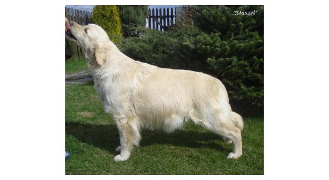 Щенки золотистого ретривера в питомнике Goldberry Щенки золотистого ретривера в питомнике Goldberry