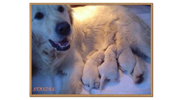 Щенки золотистого ретривера в питомнике Goldberry Щенки золотистого ретривера в питомнике Goldberry