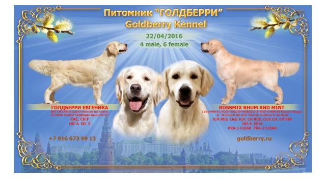 Щенки в питомнике Goldberry Щенки в питомнике Goldberry