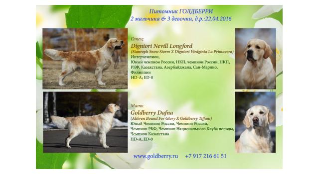 Щенки в питомнике Goldberry Щенки в питомнике Goldberry