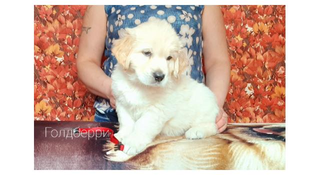 Щенки золотистого ретривера в питомнике Goldberry Щенки золотистого ретривера в питомнике Goldberry