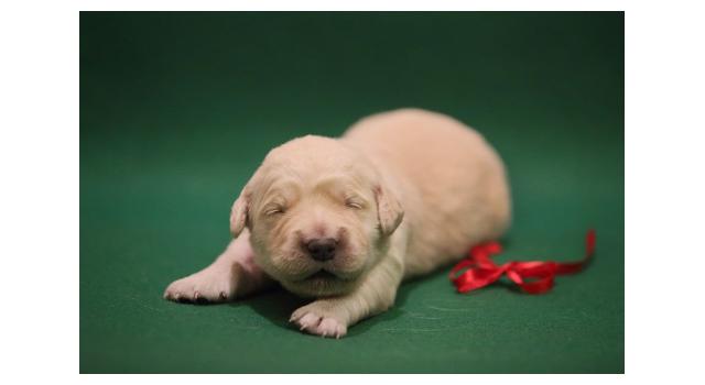 Щенки золотистого ретривера в питомнике Goldberry Щенки золотистого ретривера в питомнике Goldberry