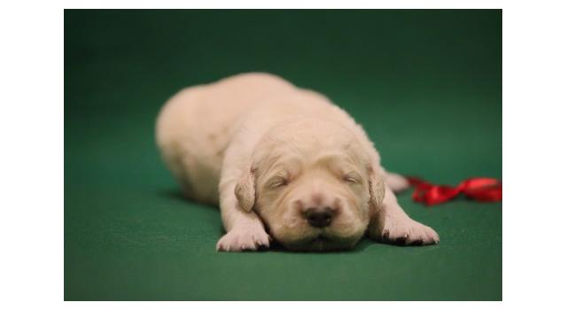 Щенки золотистого ретривера в питомнике Goldberry Щенки золотистого ретривера в питомнике Goldberry