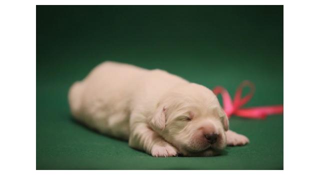 Щенки золотистого ретривера в питомнике Goldberry Щенки золотистого ретривера в питомнике Goldberry