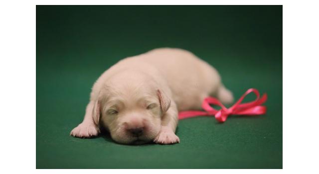 Щенки золотистого ретривера в питомнике Goldberry Щенки золотистого ретривера в питомнике Goldberry