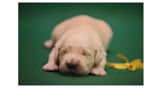 Щенки золотистого ретривера в питомнике Goldberry Щенки золотистого ретривера в питомнике Goldberry