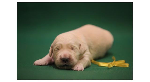 Щенки золотистого ретривера в питомнике Goldberry Щенки золотистого ретривера в питомнике Goldberry