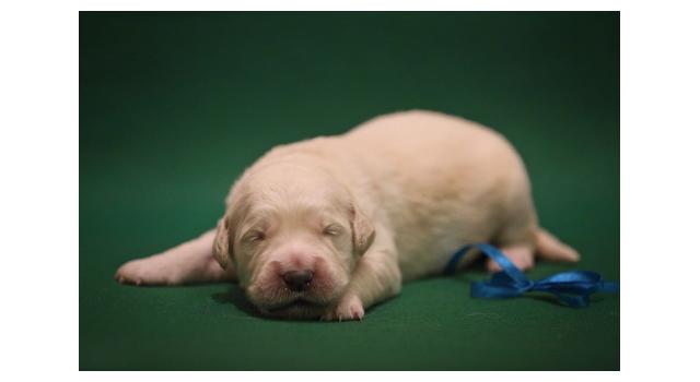 Щенки золотистого ретривера в питомнике Goldberry Щенки золотистого ретривера в питомнике Goldberry