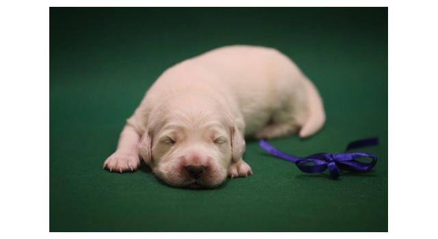 Щенки золотистого ретривера в питомнике Goldberry Щенки золотистого ретривера в питомнике Goldberry