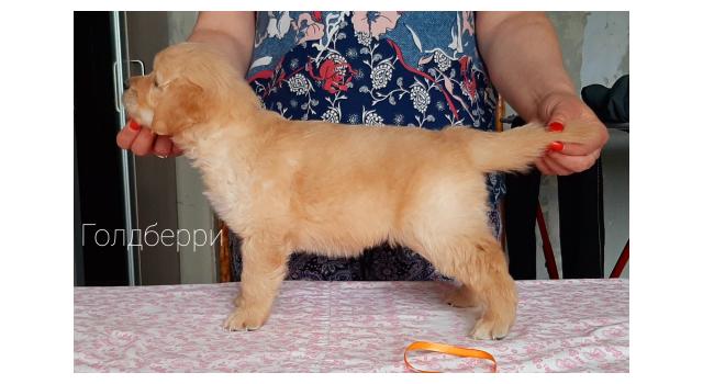 Щенки золотистого ретривера в питомнике Goldberry Щенки золотистого ретривера в питомнике Goldberry