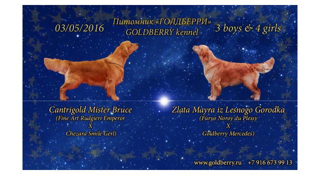 Щенки в питомнике Goldberry Щенки в питомнике Goldberry