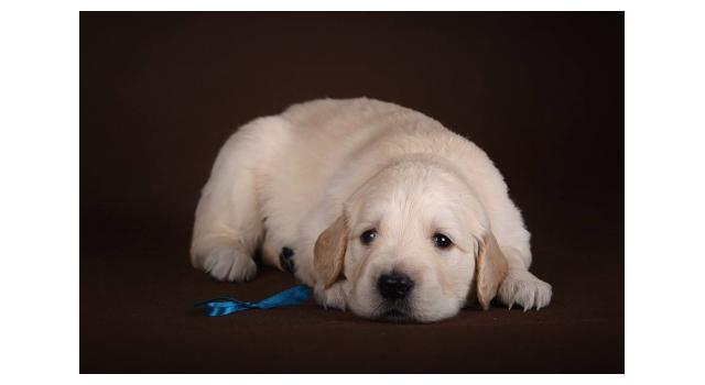 Щенки золотистого ретривера в питомнике Goldberry Щенки золотистого ретривера в питомнике Goldberry