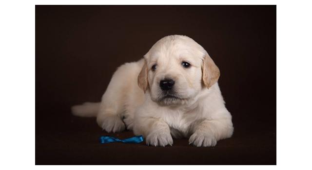 Щенки золотистого ретривера в питомнике Goldberry Щенки золотистого ретривера в питомнике Goldberry