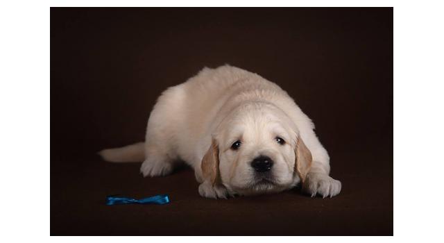 Щенки золотистого ретривера в питомнике Goldberry Щенки золотистого ретривера в питомнике Goldberry