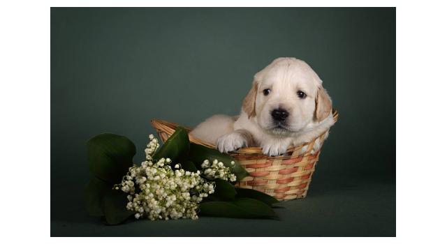 Щенки золотистого ретривера в питомнике Goldberry Щенки золотистого ретривера в питомнике Goldberry