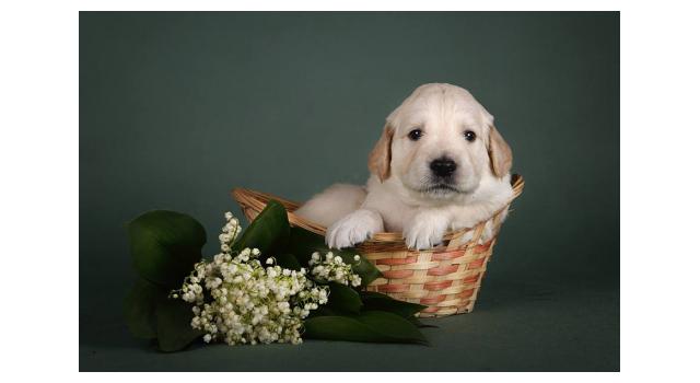 Щенки золотистого ретривера в питомнике Goldberry Щенки золотистого ретривера в питомнике Goldberry
