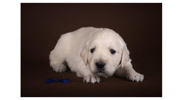 Щенки золотистого ретривера в питомнике Goldberry Щенки золотистого ретривера в питомнике Goldberry