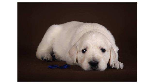 Щенки золотистого ретривера в питомнике Goldberry Щенки золотистого ретривера в питомнике Goldberry