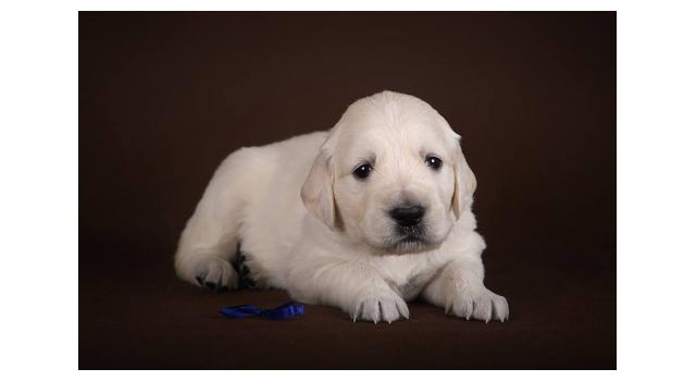 Щенки золотистого ретривера в питомнике Goldberry Щенки золотистого ретривера в питомнике Goldberry