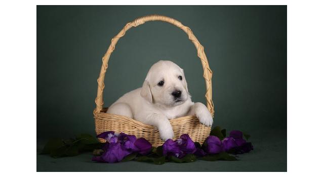 Щенки золотистого ретривера в питомнике Goldberry Щенки золотистого ретривера в питомнике Goldberry