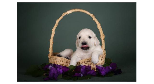 Щенки золотистого ретривера в питомнике Goldberry Щенки золотистого ретривера в питомнике Goldberry