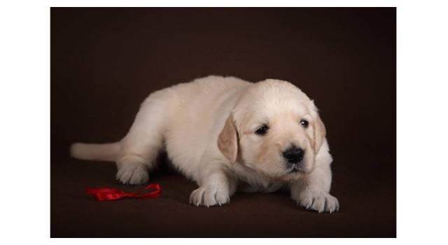 Щенки золотистого ретривера в питомнике Goldberry Щенки золотистого ретривера в питомнике Goldberry