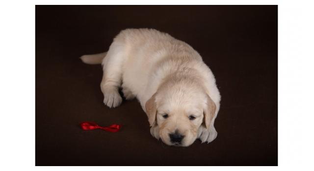 Щенки золотистого ретривера в питомнике Goldberry Щенки золотистого ретривера в питомнике Goldberry