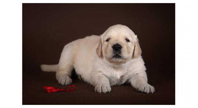 Щенки золотистого ретривера в питомнике Goldberry Щенки золотистого ретривера в питомнике Goldberry