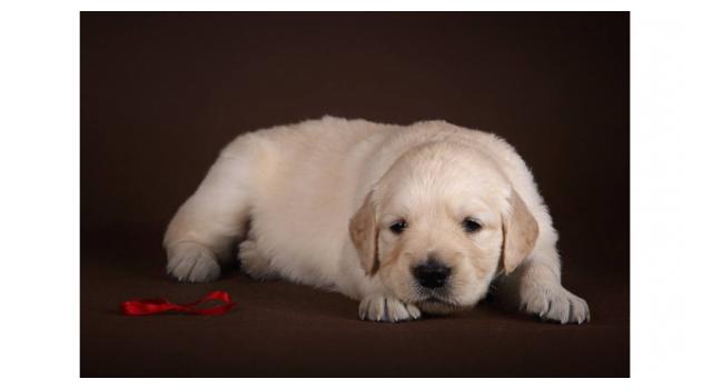 Щенки золотистого ретривера в питомнике Goldberry Щенки золотистого ретривера в питомнике Goldberry