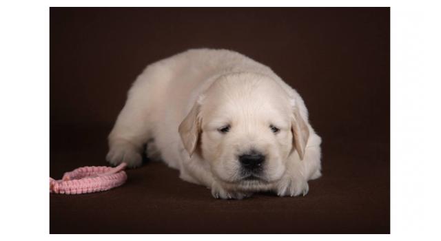 Щенки золотистого ретривера в питомнике Goldberry Щенки золотистого ретривера в питомнике Goldberry