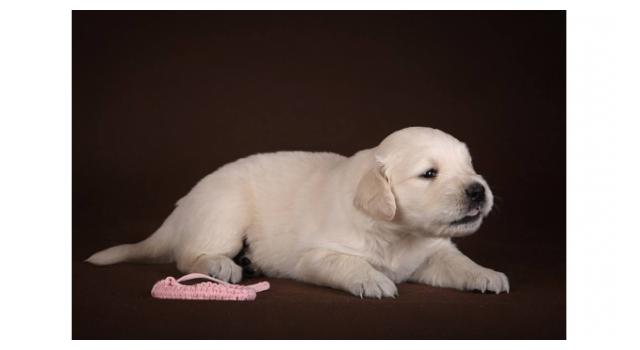 Щенки золотистого ретривера в питомнике Goldberry Щенки золотистого ретривера в питомнике Goldberry