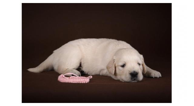 Щенки золотистого ретривера в питомнике Goldberry Щенки золотистого ретривера в питомнике Goldberry