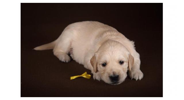 Щенки золотистого ретривера в питомнике Goldberry Щенки золотистого ретривера в питомнике Goldberry