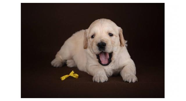 Щенки золотистого ретривера в питомнике Goldberry Щенки золотистого ретривера в питомнике Goldberry