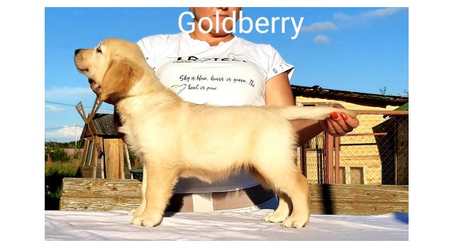 Щенки золотистого ретривера в питомнике Goldberry Щенки золотистого ретривера в питомнике Goldberry