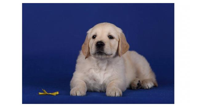 Щенки золотистого ретривера в питомнике Goldberry Щенки золотистого ретривера в питомнике Goldberry