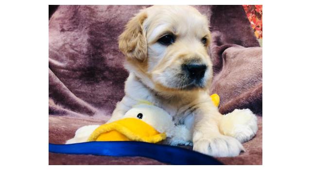 Щенки золотистого ретривера в питомнике Goldberry Щенки золотистого ретривера в питомнике Goldberry