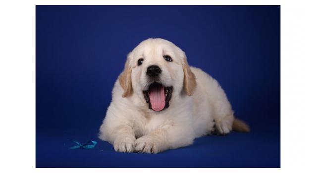 Щенки золотистого ретривера в питомнике Goldberry Щенки золотистого ретривера в питомнике Goldberry